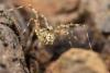 Megabunus diadema
